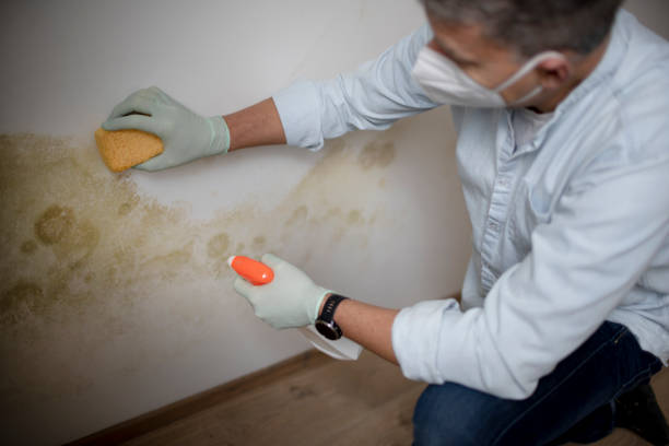 Professional Mold Inspection, Removal & Remediation in Baden, PA